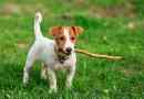 Mit néz ki, és hogyan kell kiképezni a kutyák fajtáját jack russell terrier?
